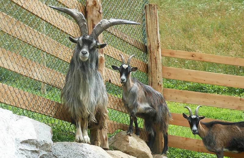 Schaubauernhof Reierhof