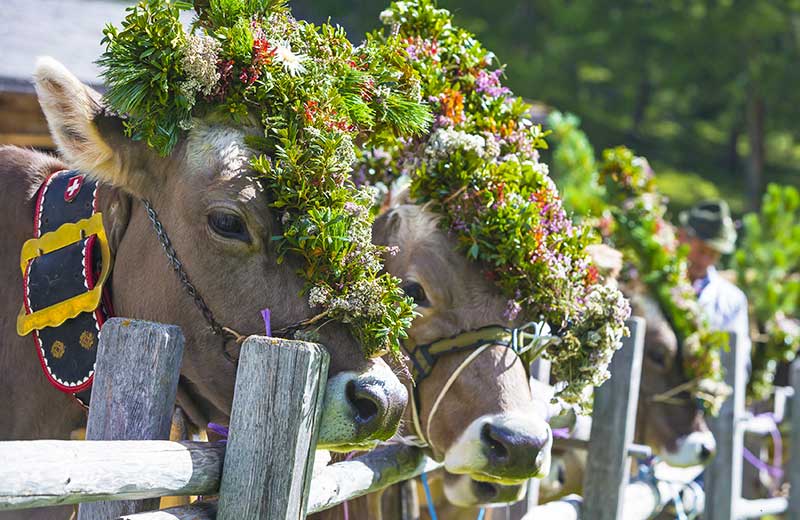 Original Gsieser Almabtrieb